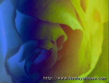 photoshop04_blueyellow_rose.jpg