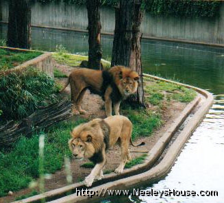 zoo01_lions02.jpg