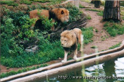 zoo02_lions03.jpg