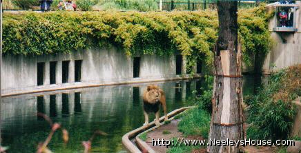 zoo03_lion01.jpg