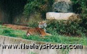zoo04_tiger.jpg