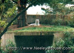 zoo05_whitetiger.jpg