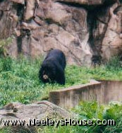 zoo06_bears.jpg