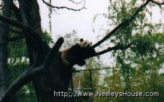 zoo07_panda02.jpg