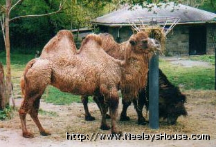 zoo09_camel.jpg
