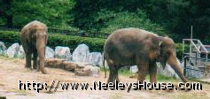 zoo02_elephants.jpg