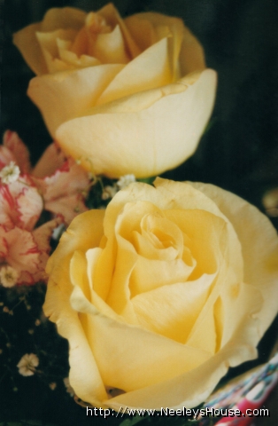 colorphoto03_roses.jpg