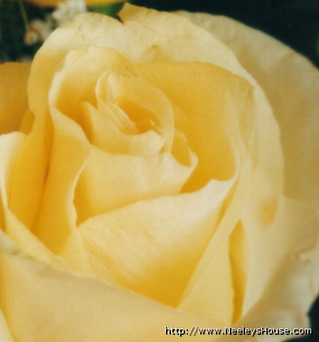 colorphoto04_rose01.jpg