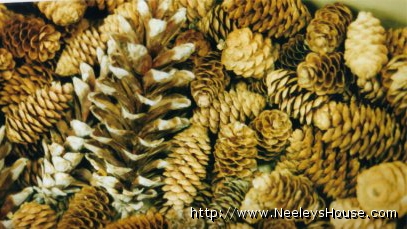 colorphoto_pinecones.jpg